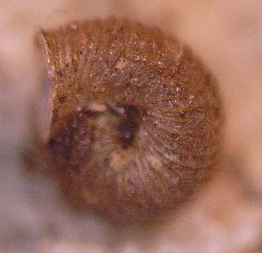 Cornedo (VI): Pagodulina pagodula?